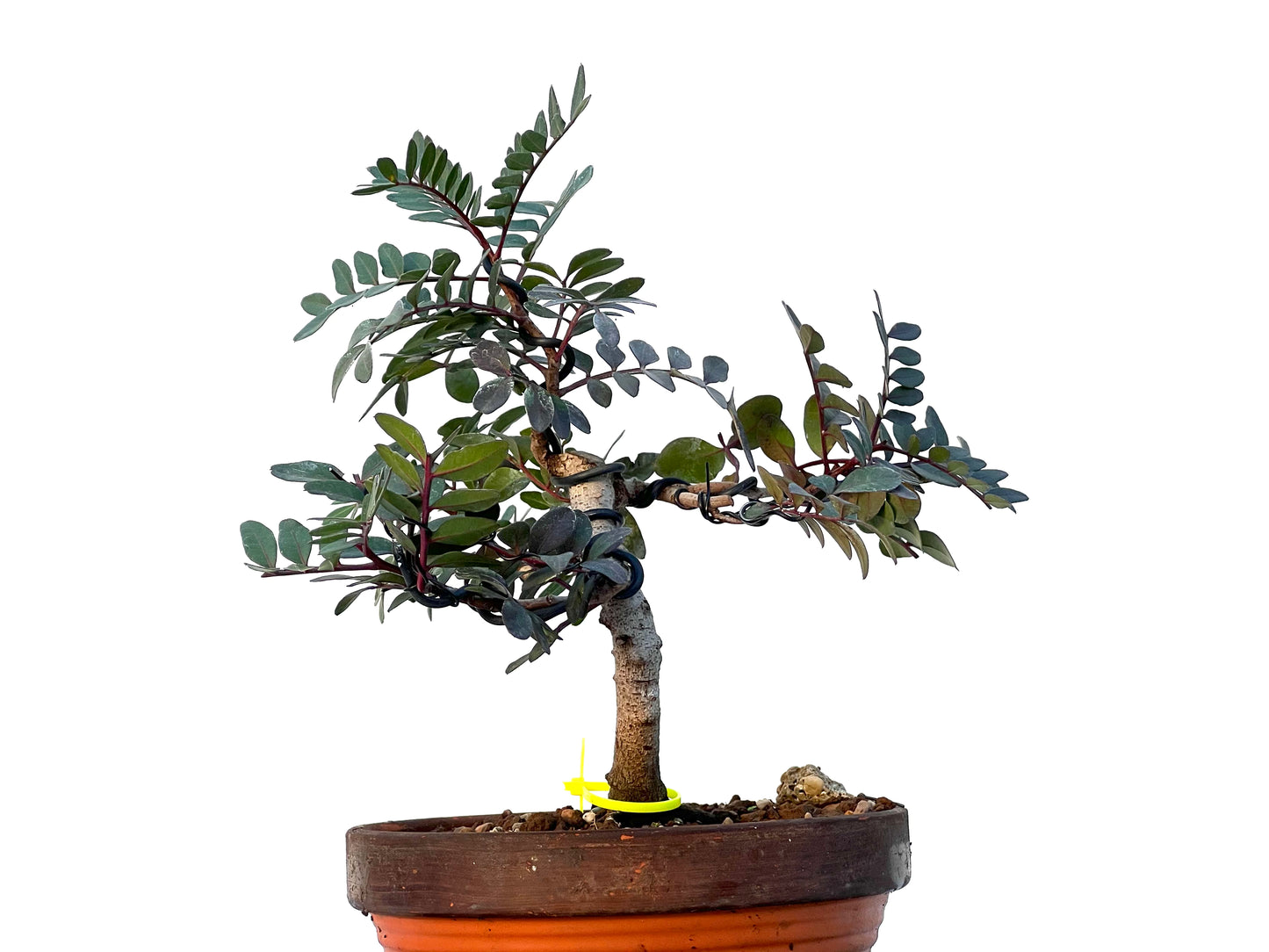 Pistacia Lentiscus 3272