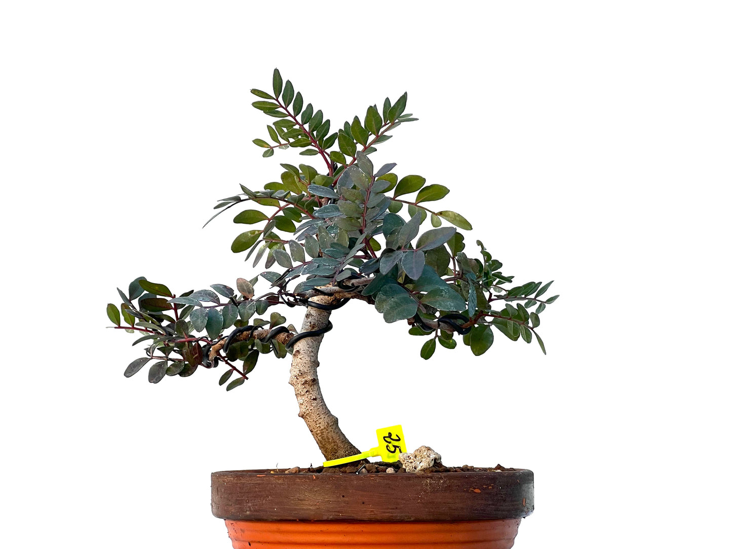 Pistacia Lentiscus 3272