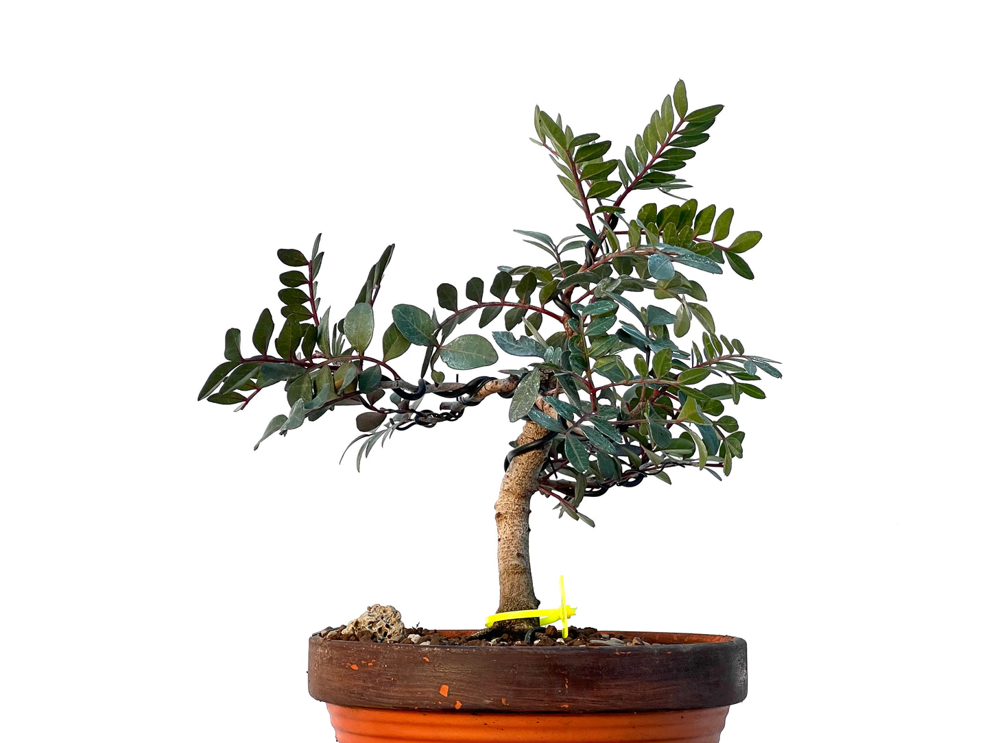Pistacia Lentiscus 3272