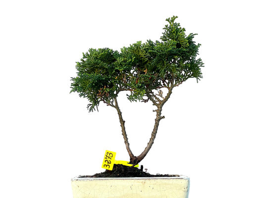 Chamaecyparis Obtusa Nana 3273
