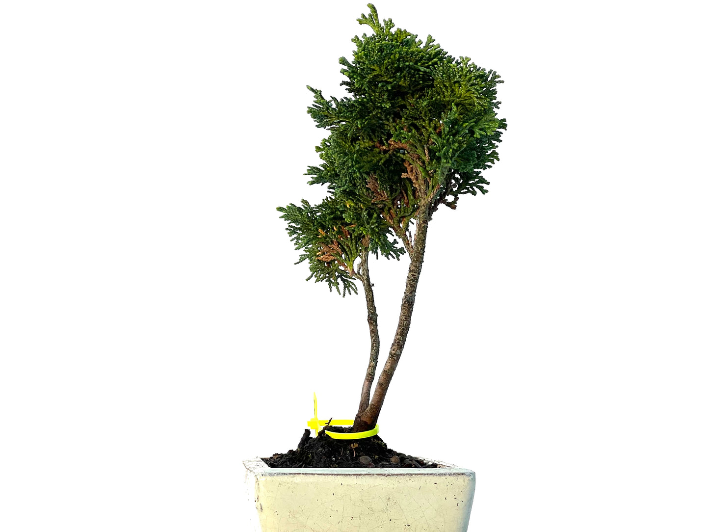 Chamaecyparis Obtusa Nana 3273