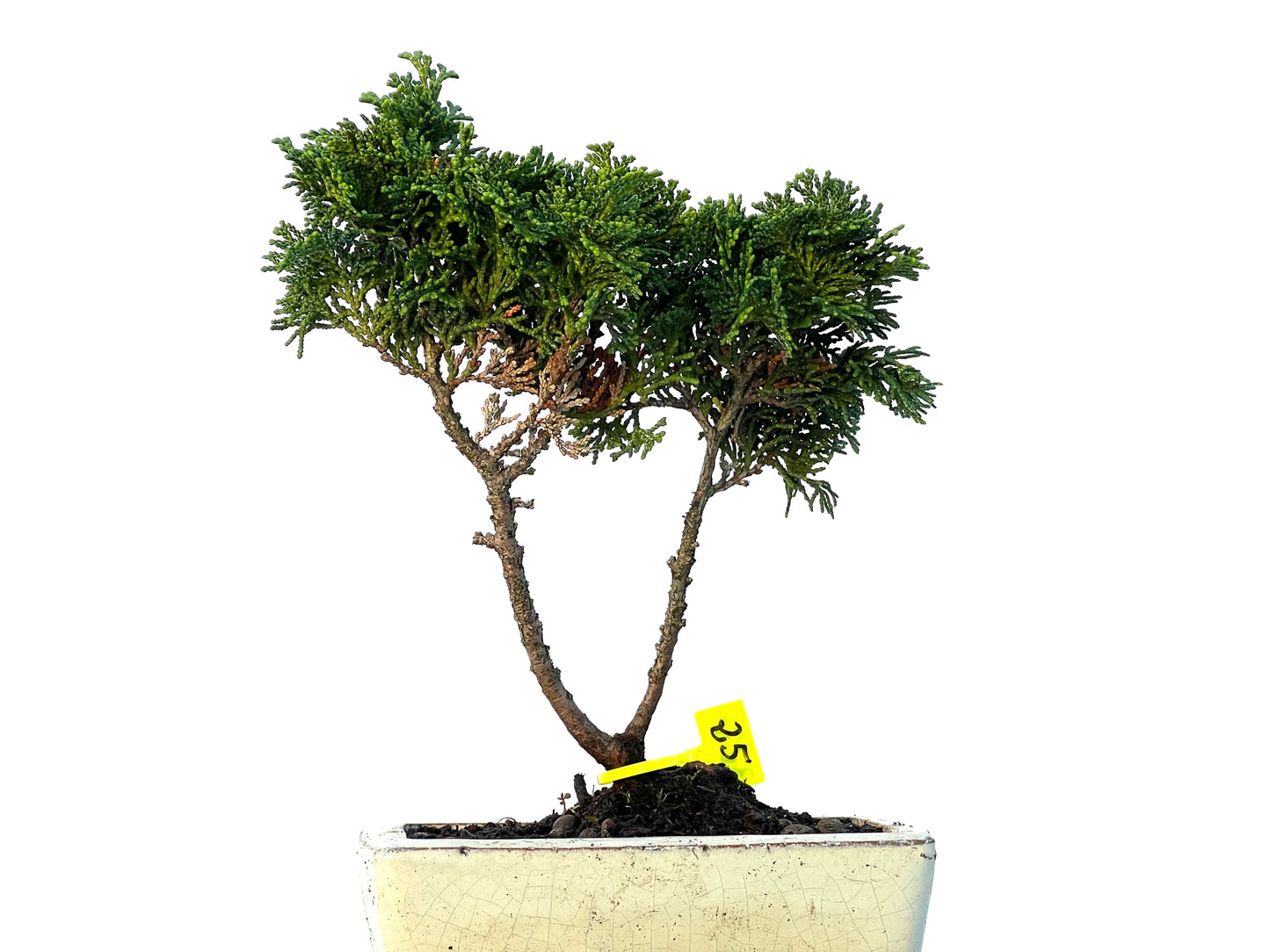 Chamaecyparis Obtusa Nana 3273