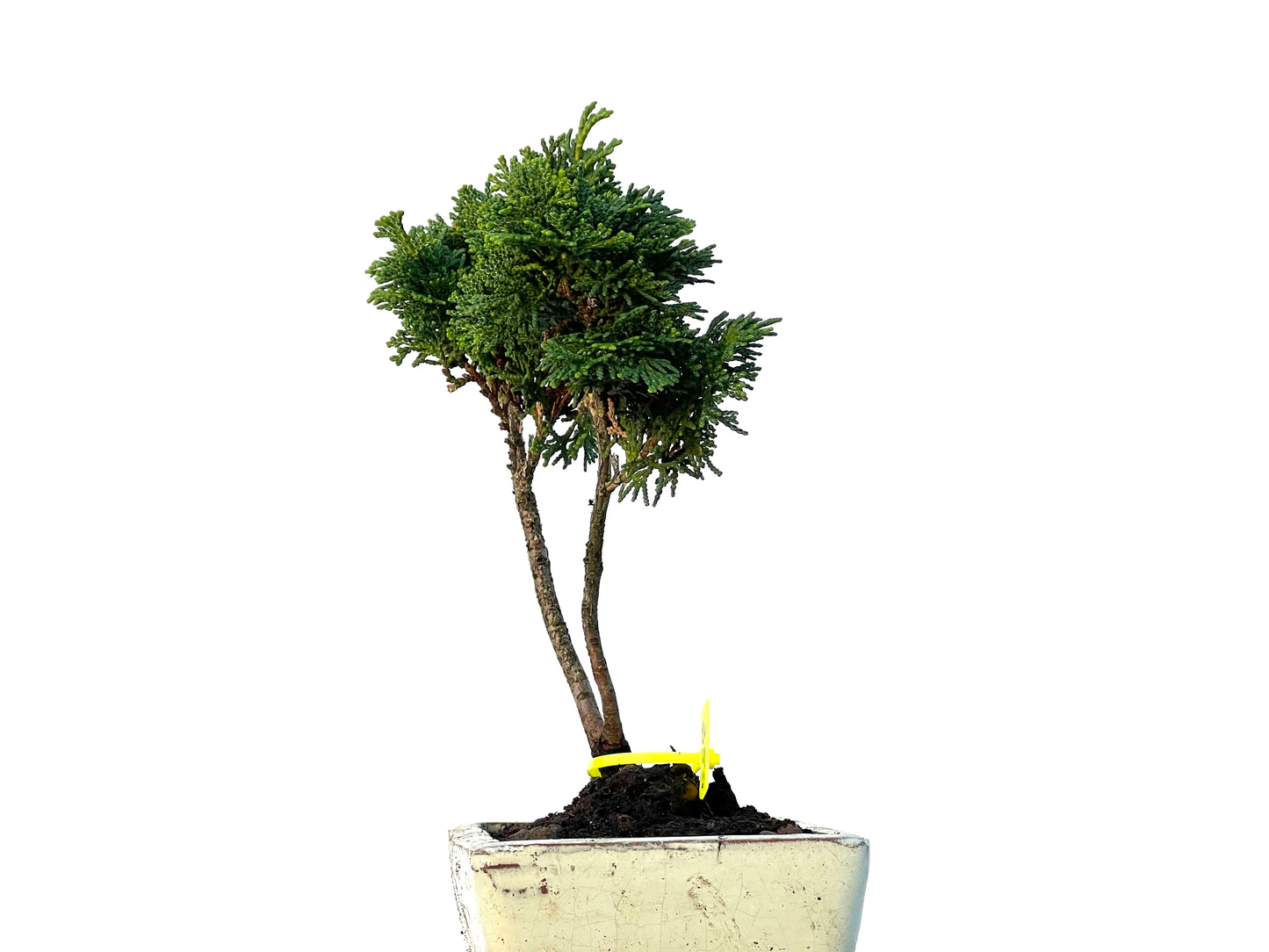 Chamaecyparis Obtusa Nana 3273