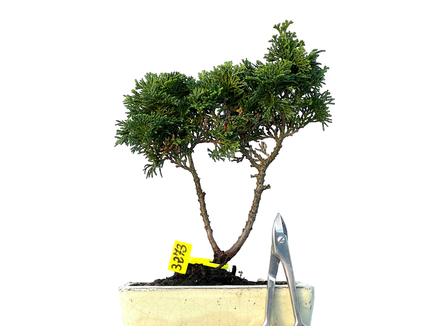 Chamaecyparis Obtusa Nana 3273