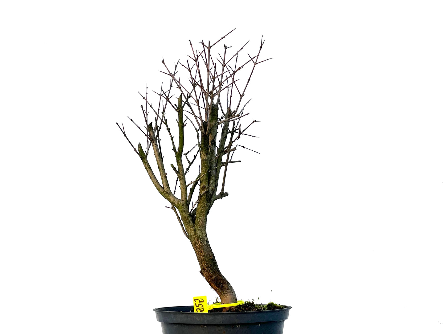 Punica Granatum Nana 3252