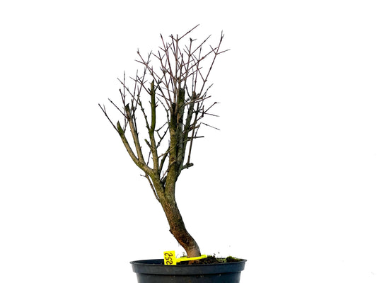 Punica Granatum Nana 3252