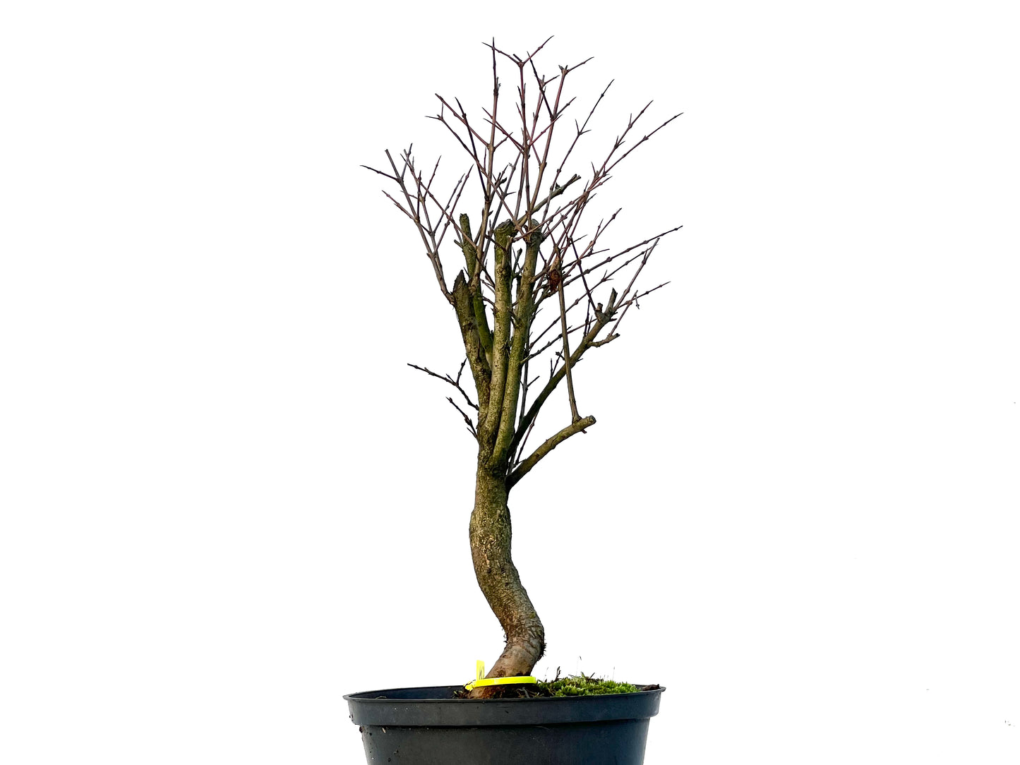 Punica Granatum Nana 3252