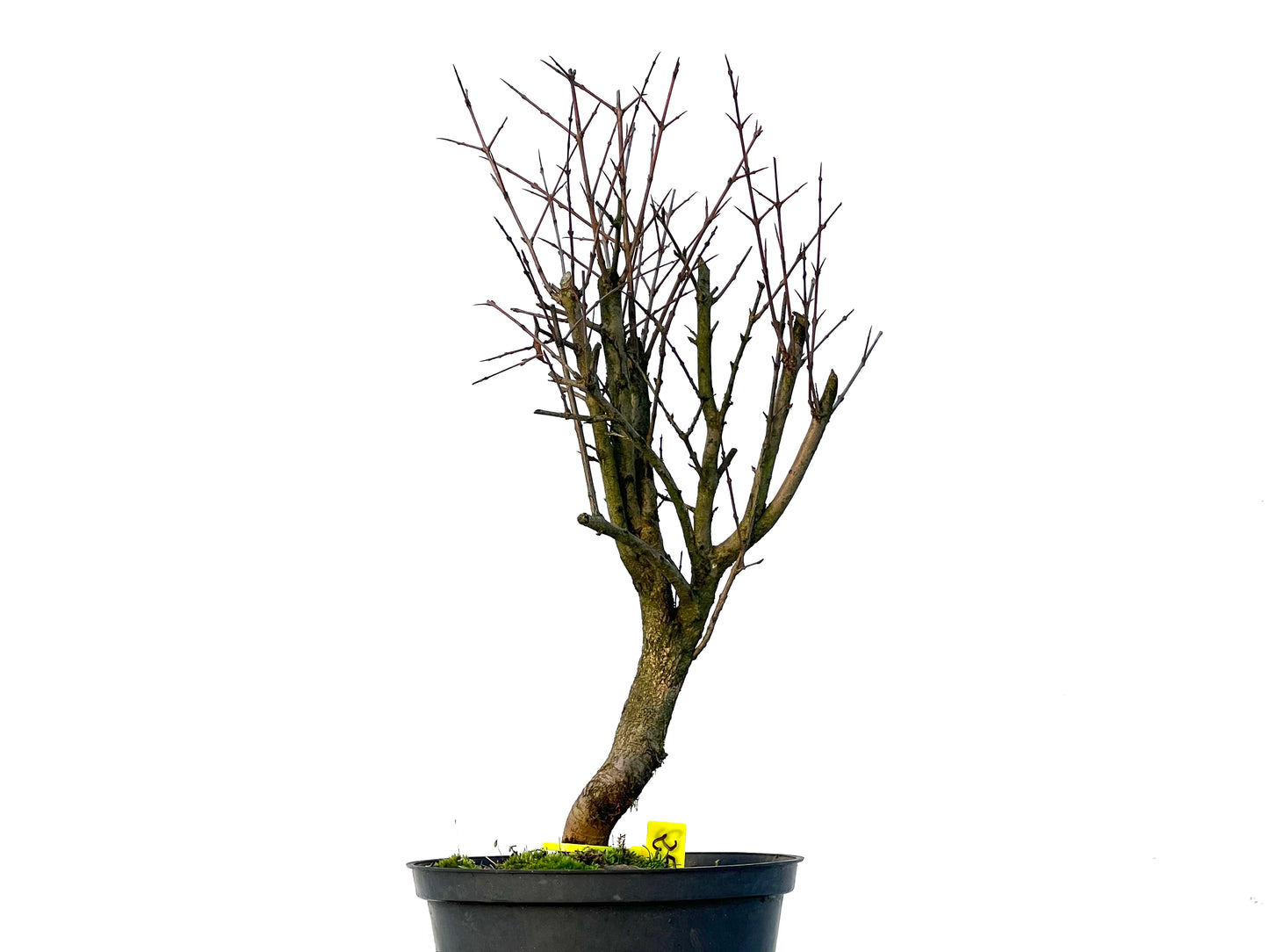 Punica Granatum Nana 3252
