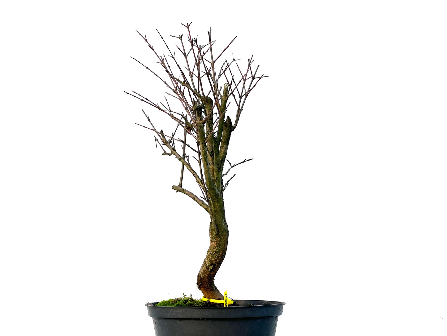 Punica Granatum Nana 3252