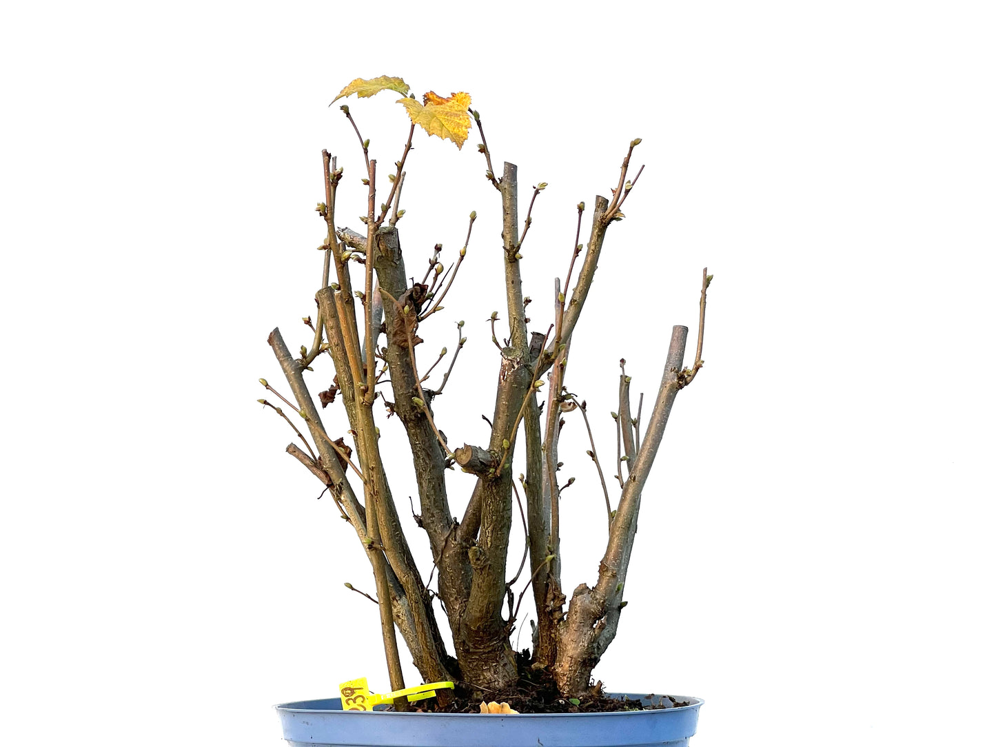 Corylus 3239