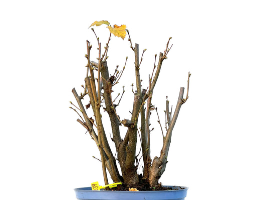 Corylus 3239