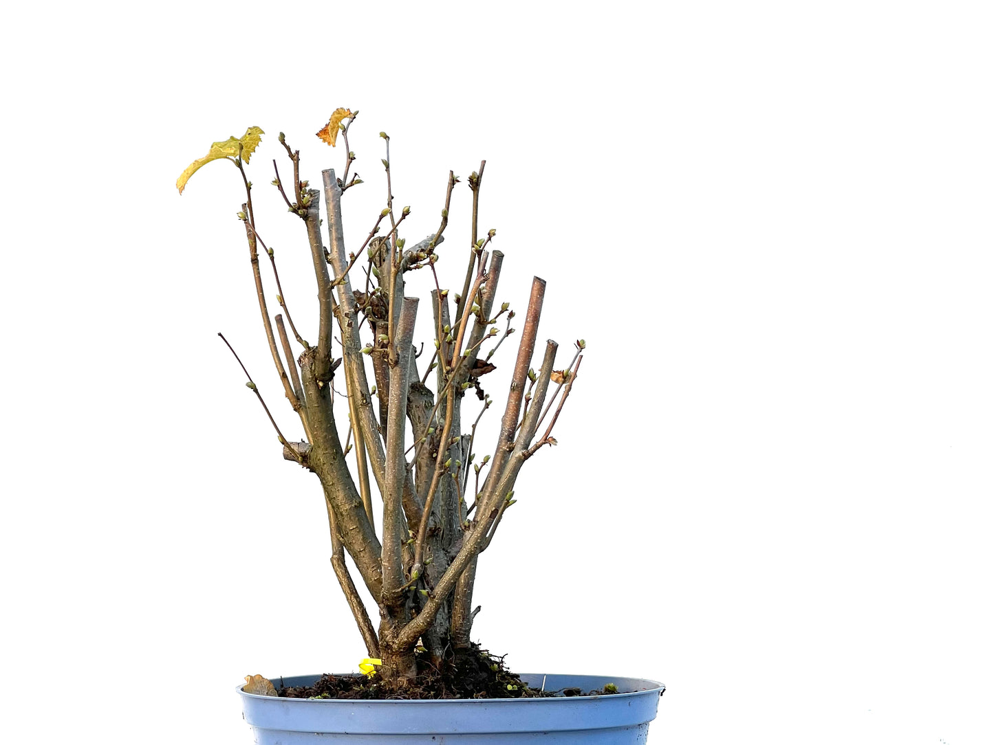 Corylus 3239