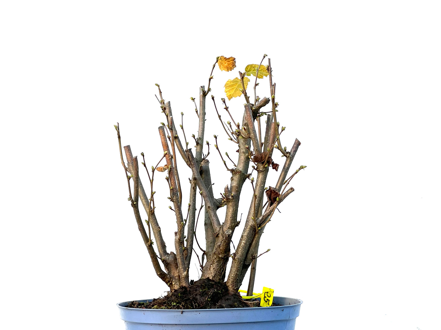 Corylus 3239