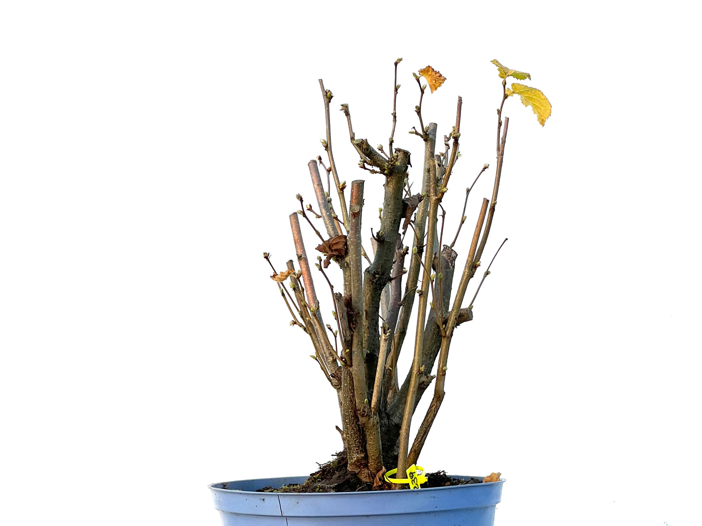 Corylus 3239
