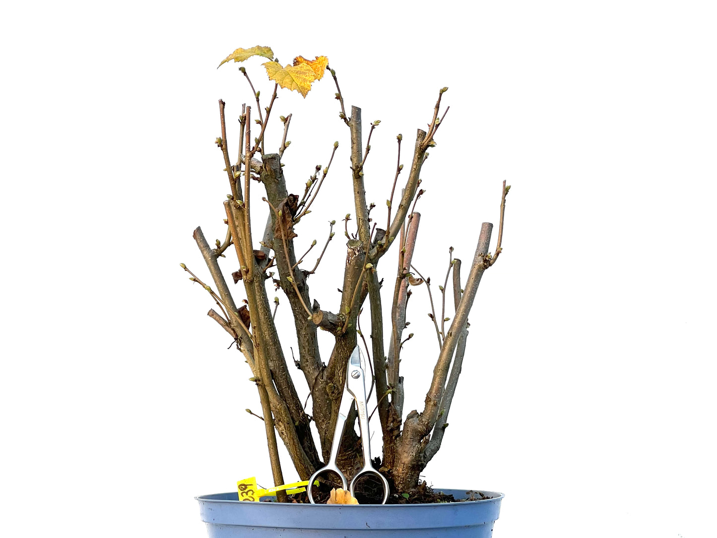 Corylus 3239