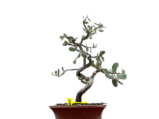 Quercus Suber 1811