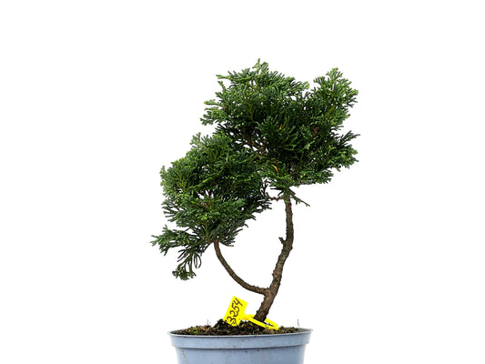 Chamaecyparis Obtusa Nana 3254