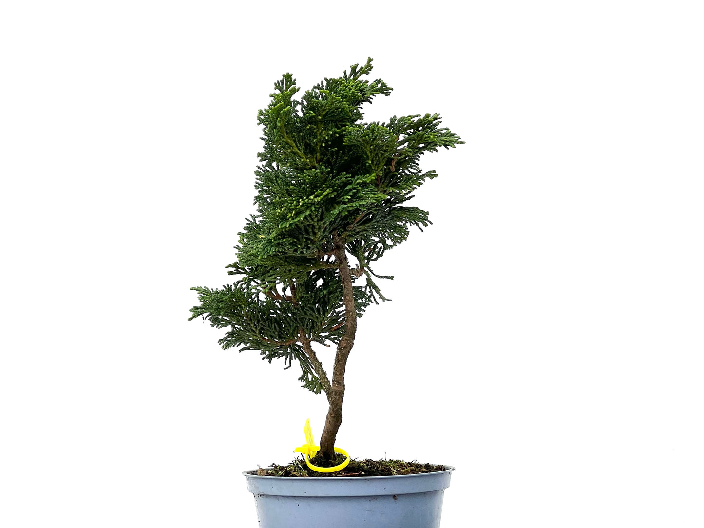 Chamaecyparis Obtusa Nana 3254