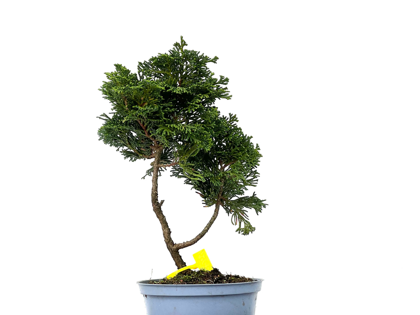 Chamaecyparis Obtusa Nana 3254