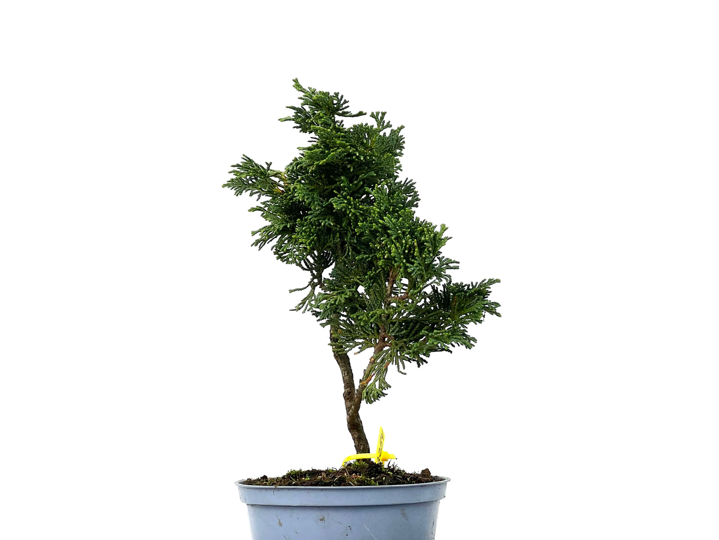 Chamaecyparis Obtusa Nana 3254