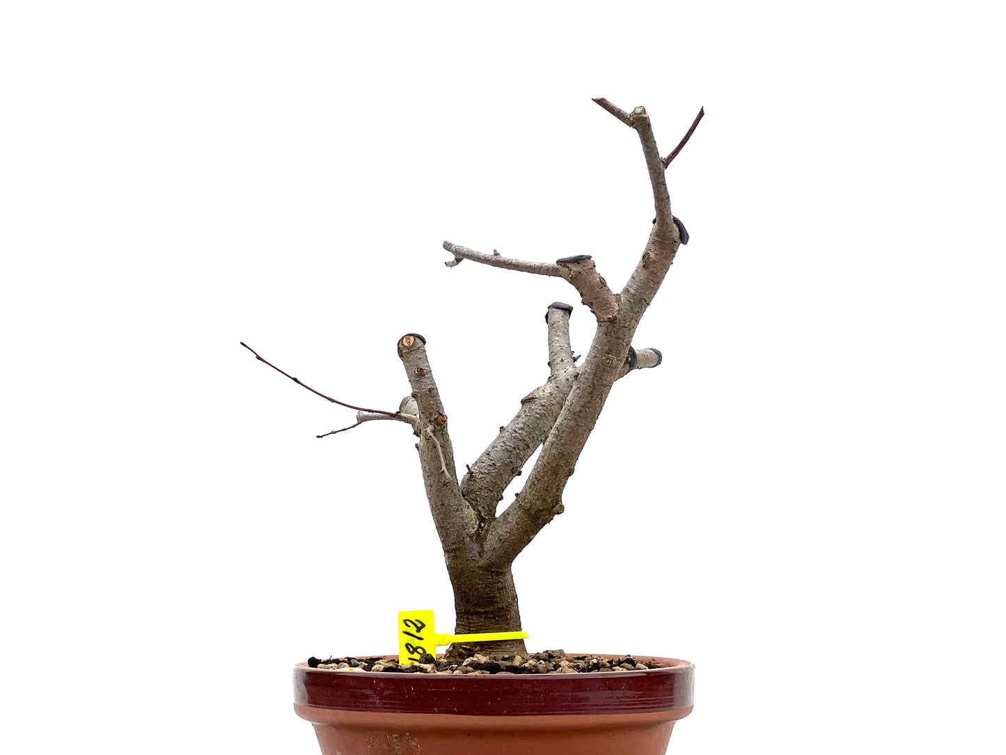 Zelkova Serrata 1812