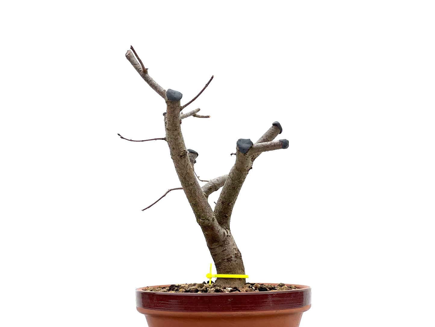 Zelkova Serrata 1812