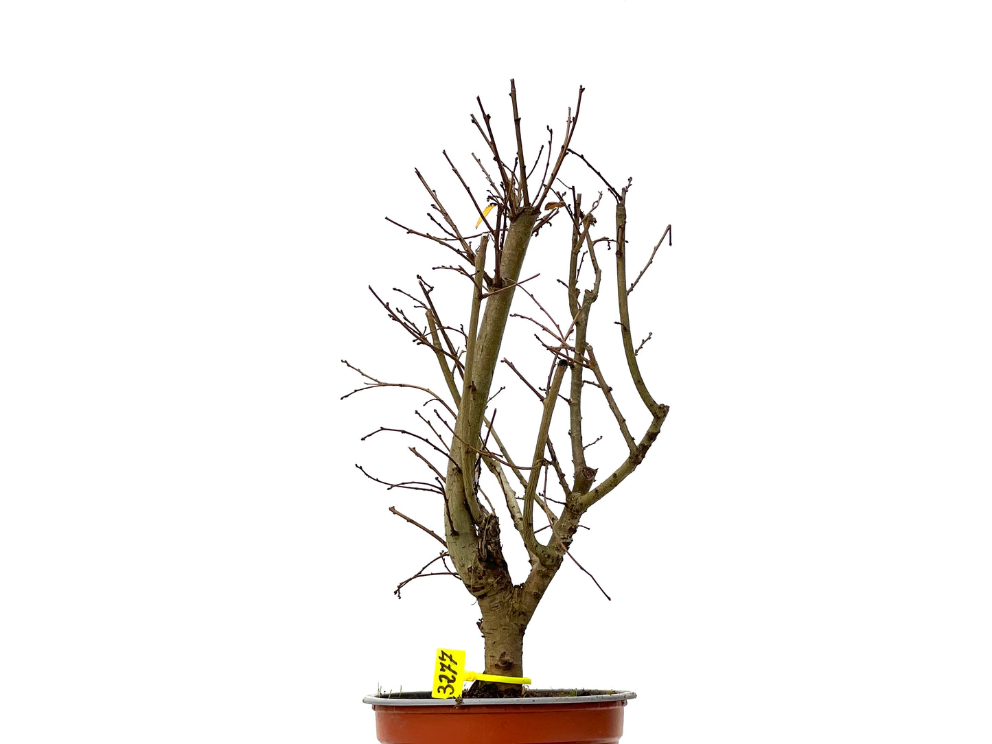 Ulmus Minor 3277