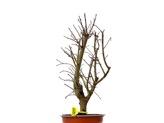 Ulmus Minor 3277