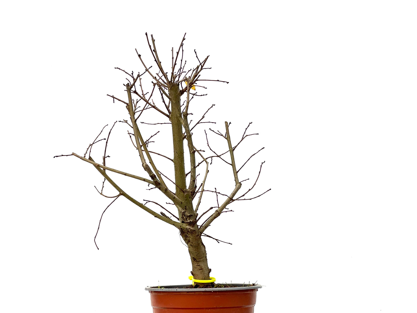 Ulmus Minor 3277