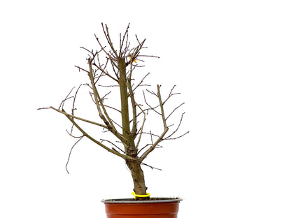 Ulmus Minor 3277