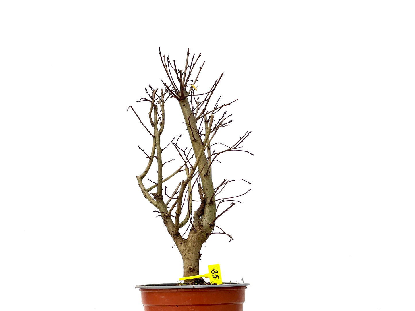 Ulmus Minor 3277