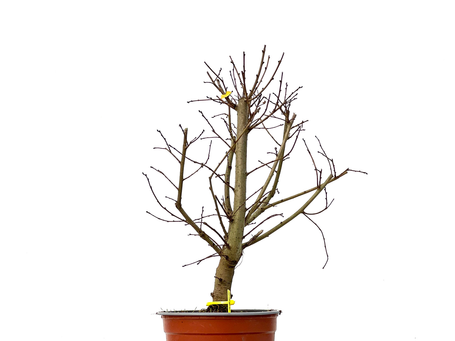 Ulmus Minor 3277