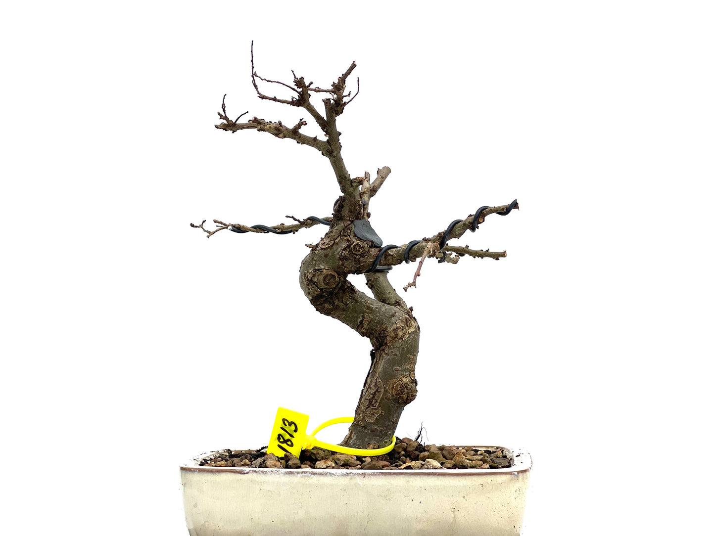Ulmus Parvifolia 1813