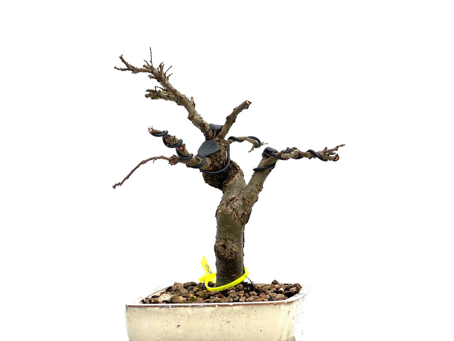 Ulmus Parvifolia 1813