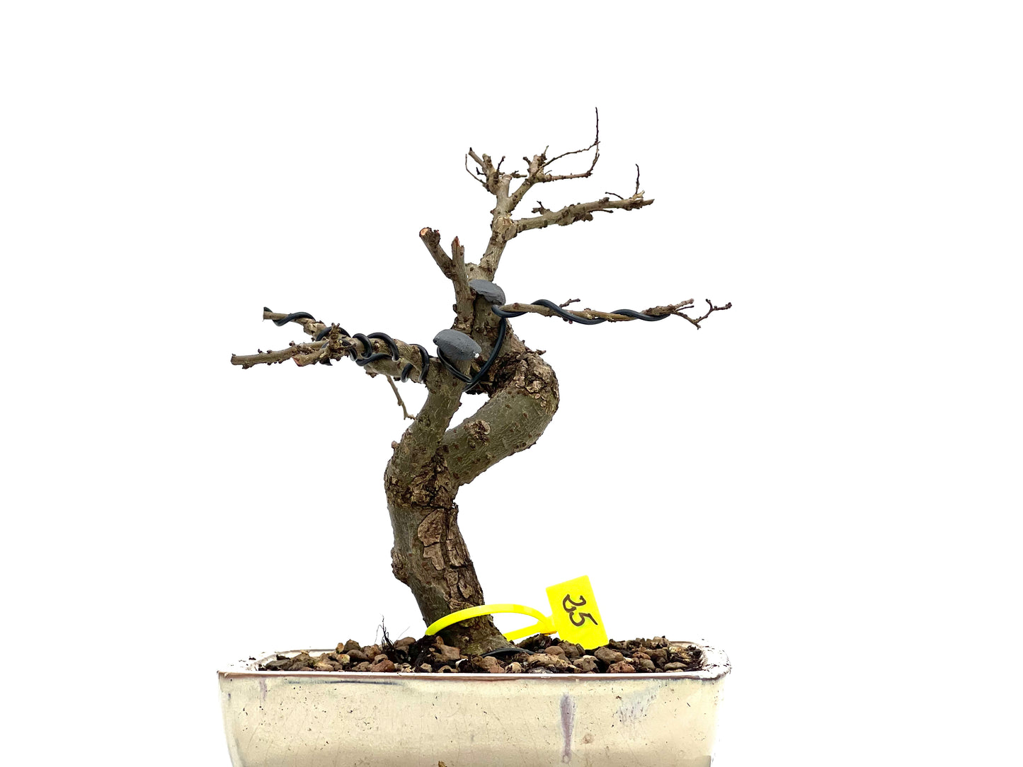 Ulmus Parvifolia 1813
