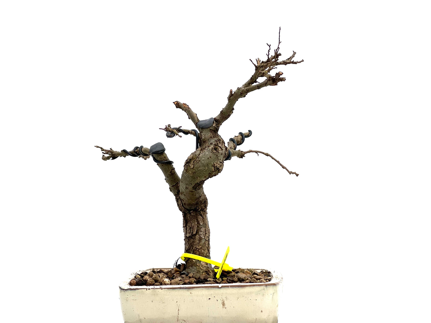 Ulmus Parvifolia 1813