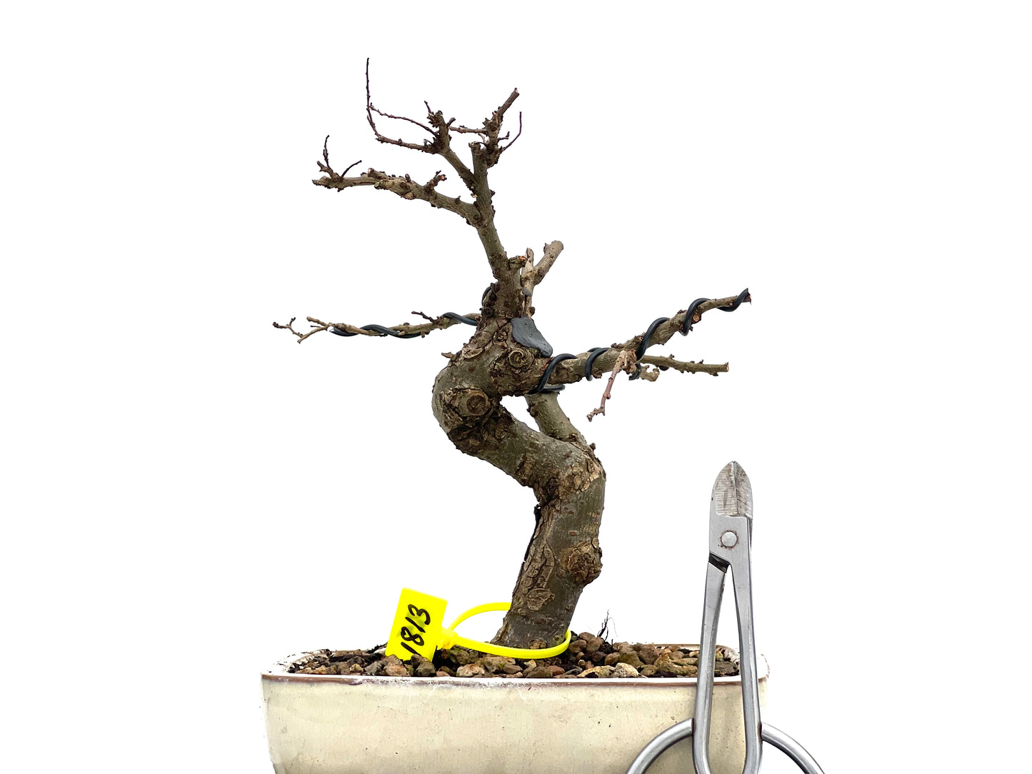 Ulmus Parvifolia 1813