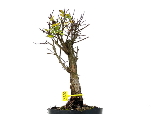 Olmo Nire Keyaki 3250