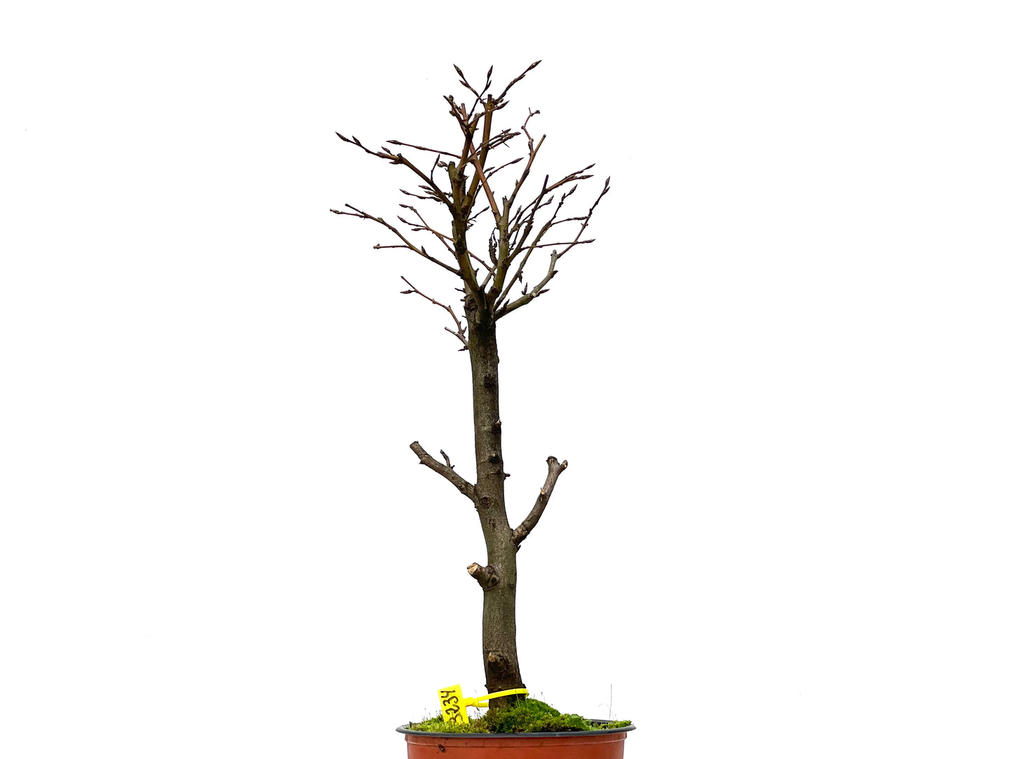 Carpinus Betulus 3234