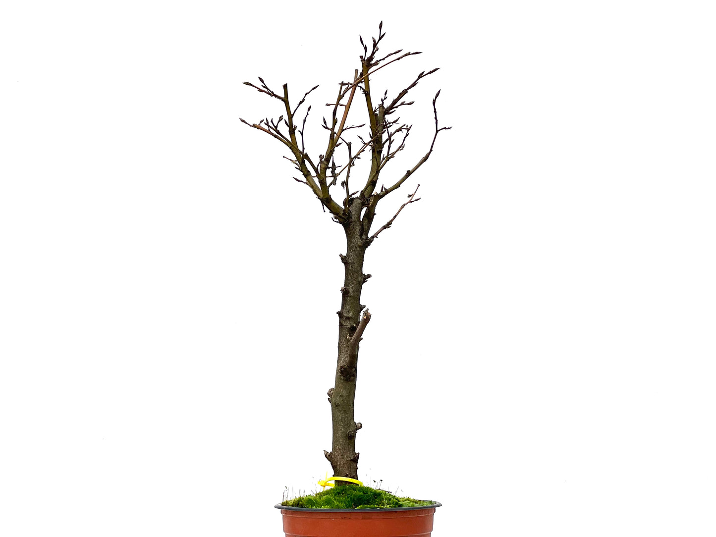 Carpinus Betulus 3234