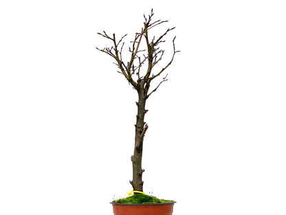 Carpinus Betulus 3234