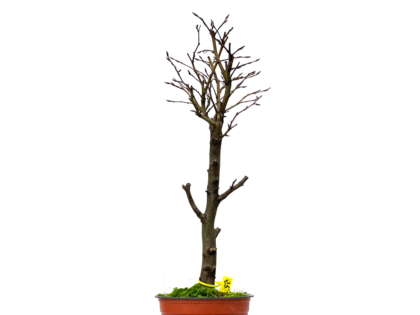 Carpinus Betulus 3234