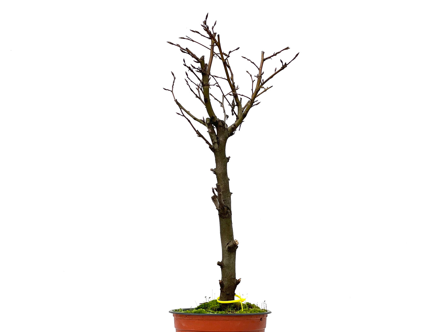 Carpinus Betulus 3234