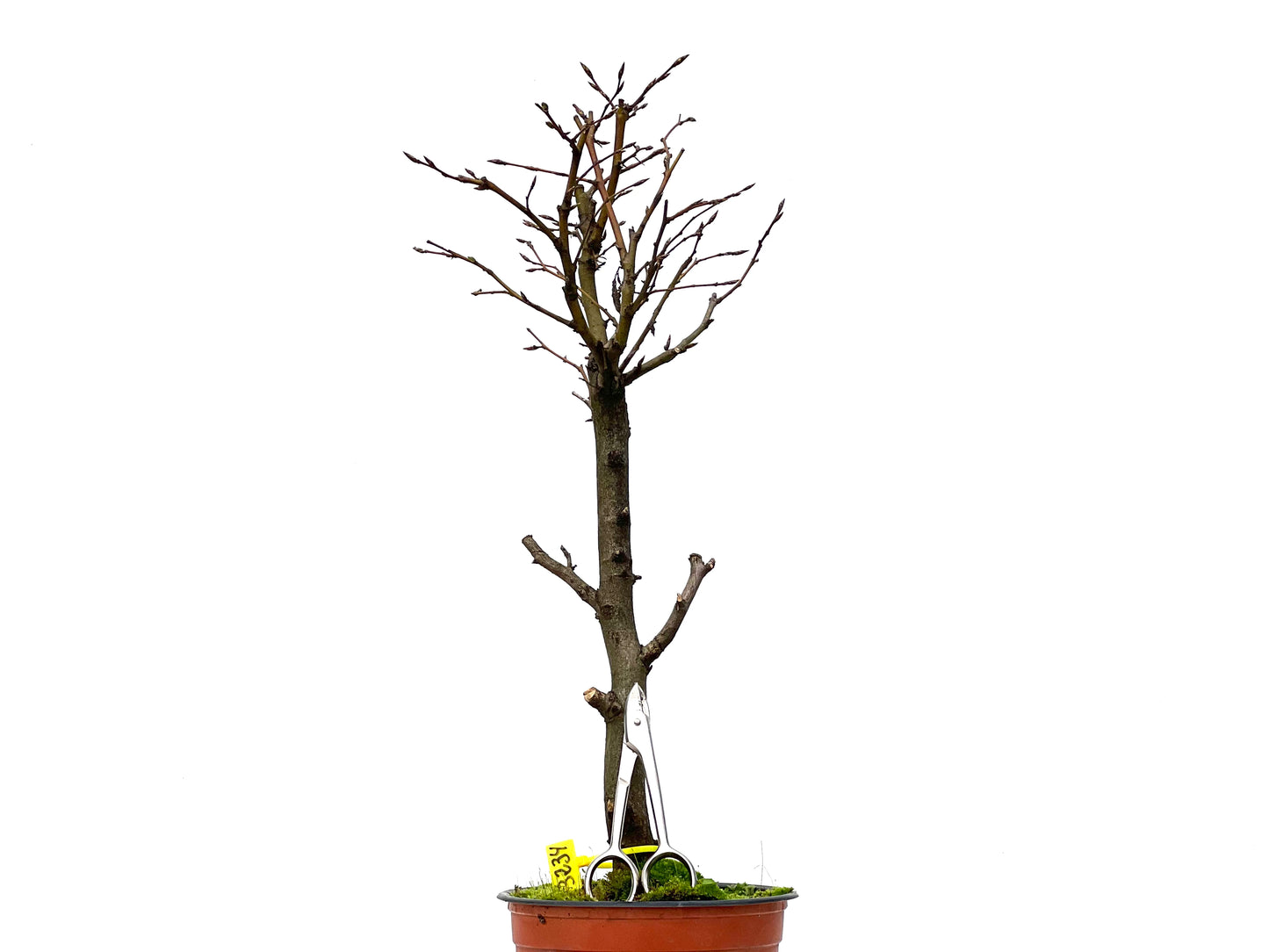Carpinus Betulus 3234