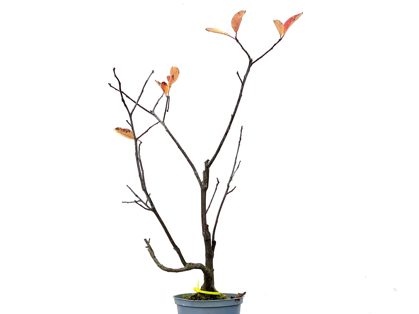 Ilex Verticilata 3253