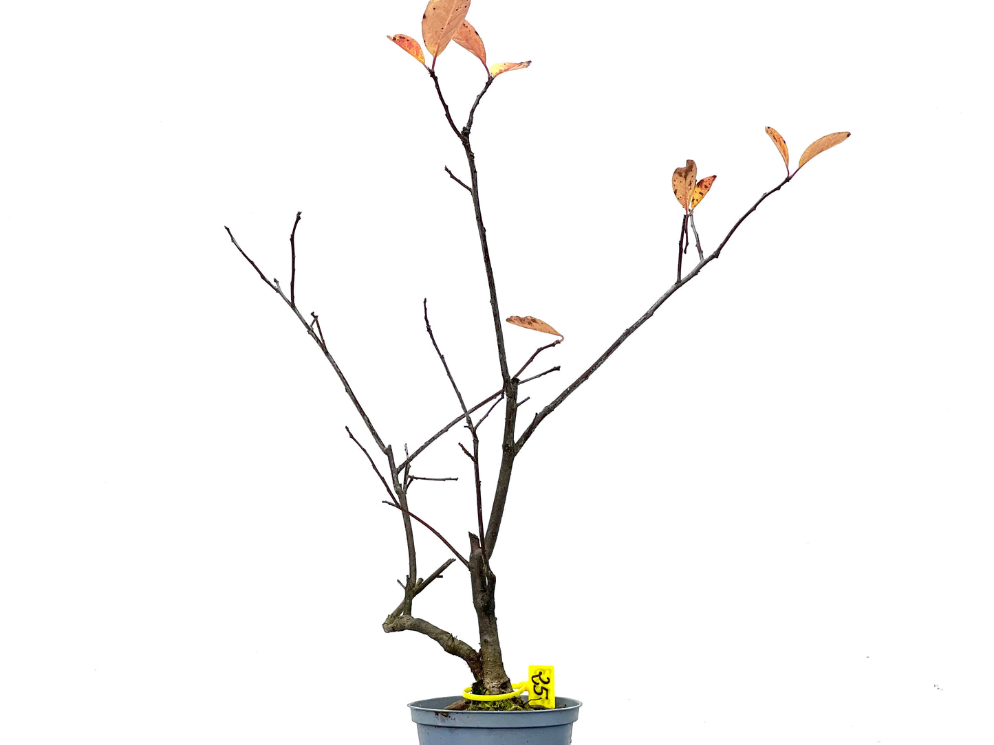 Ilex Verticilata 3253