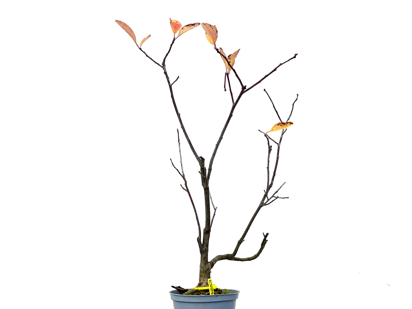 Ilex Verticilata 3253
