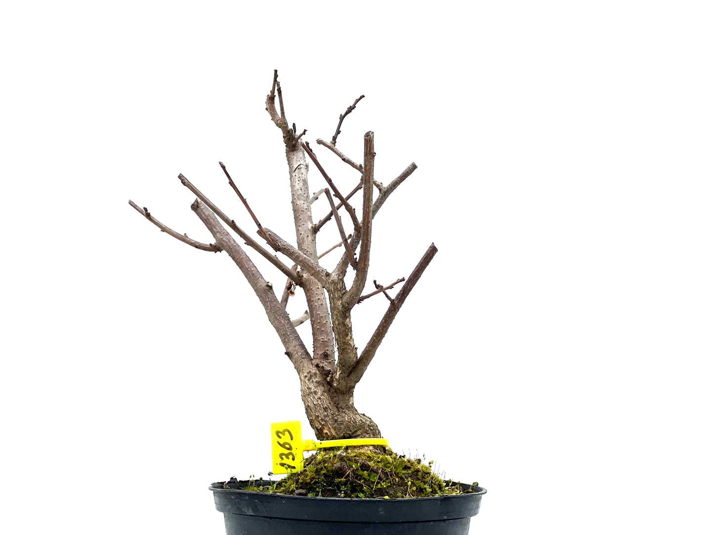 Celastrum Orbiculatus 1363