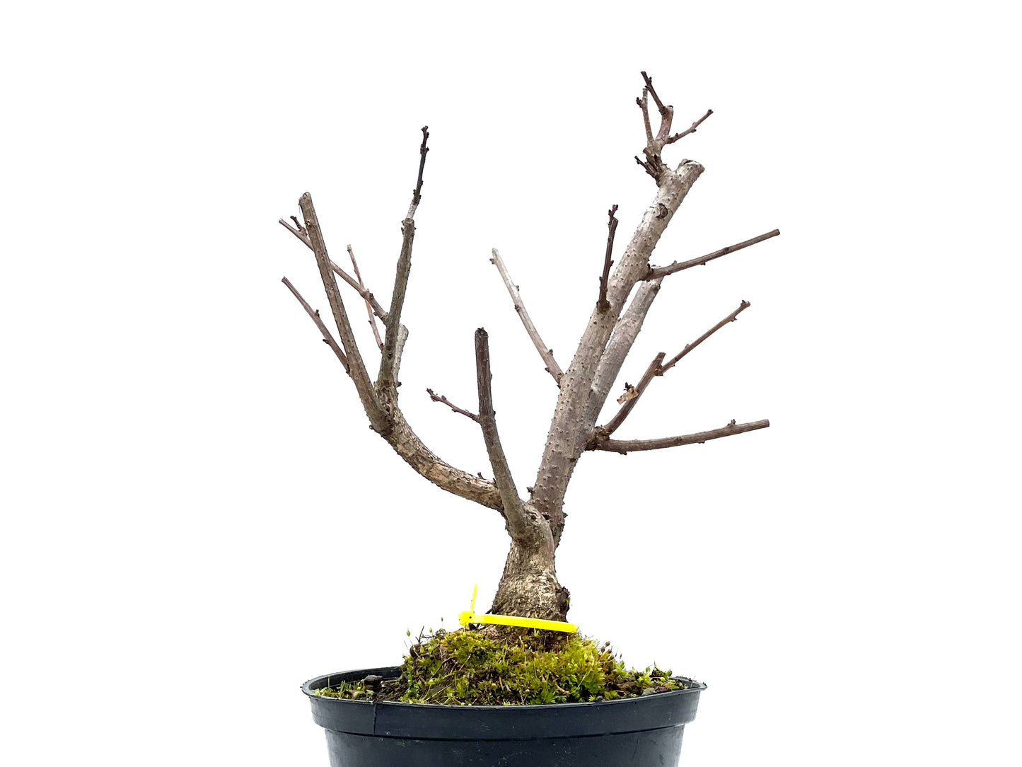 Celastrum Orbiculatus 1363