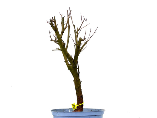 Morus Alba 3285